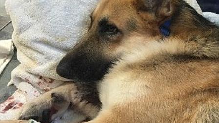 El perro recibió varias mordidas, defendiendo a la niña y su abuela.  