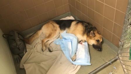 Al recibir varias inyecciones de veneno, Haus estuvo en un grave peligro, por suerte los veterinarios actuaron a tiempo.
