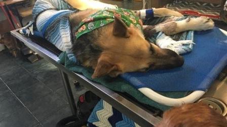 Sus órganos vitales se encuentran bien, pero debe seguir luchando por su vida, por lo que abrieron una página en Go Fund Me para apoyar los gastos médicos.