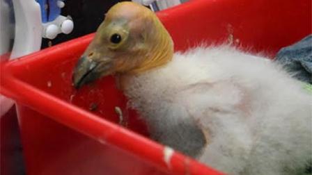 Polluelos de cóndor de California inician el 'vuelo' hacia su liberación