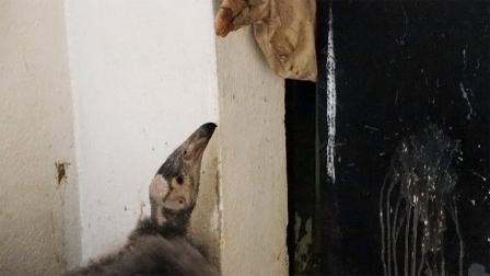 Las crías de cóndor nacidas en la Ciudad de México fueron bautizadas como "Ashkii", "Nakai" y "Mimiteh".