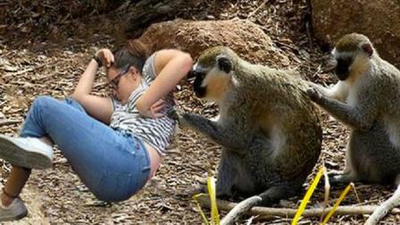 ¿Por qué no? Siempre hay tiempo para una relajante sesión de acicalamiento. Foto: Internet