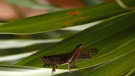 Investigadores de la Escuela Nacional de Estudios Superiores, unidad León, indicaron que estos nematodos ‘son seguros y no tóxicos para el humano, la fauna o el ambiente’