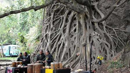 Otros músicos también ejecutaron sus instrumentos a los pies del gigante y milenario árbol de Amate.