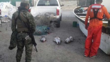 Elementos de la Profepa y la Marina recuperaron los 20 ejemplares de totoaba.