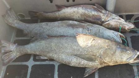 Ejemplares de totoaba que fueron recuperados por las autoridades.