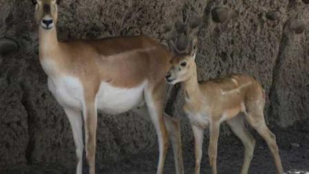 Durante el primer trimestre de este año han nacido 22 crías de 16 especies diferentes en Chapultepec, San Juan de Aragón y Los Coyotes. Foto Sedema