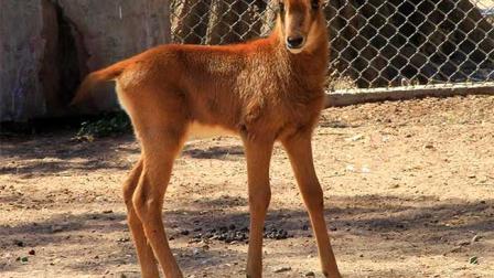 Durante el primer trimestre de este año han nacido 22 crías de 16 especies diferentes en Chapultepec, San Juan de Aragón y Los Coyotes. Foto Sedema