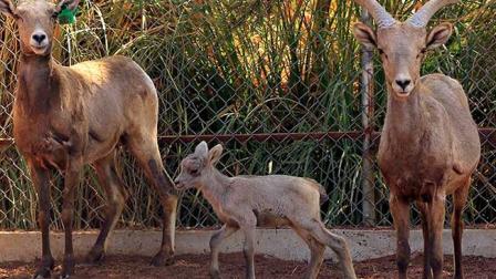 Durante el primer trimestre de este año han nacido 22 crías de 16 especies diferentes en Chapultepec, San Juan de Aragón y Los Coyotes. Foto Sedema