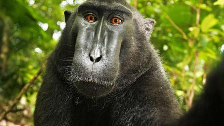 En el 2015, la organización defensora de los animales pidió a la corte que todas las ganancias de esas fotos fueran para beneficio del animal. (Foto: BBC)