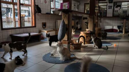 Conocida en holandés como De Poezenboot (Bote de Gatos), la casa flotante en el pintoresco cinturón de canales en Ámsterdam se ha convertido en una atracción turística,