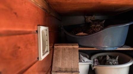 Conocida en holandés como De Poezenboot (Bote de Gatos), la casa flotante en el pintoresco cinturón de canales en Ámsterdam se ha convertido en una atracción turística. (Foto: AP)