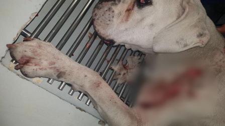 Usuarios de redes sociales reportaron un terrible caso de maltrato en contra de un perrito, en la delegación Benito Juárez.