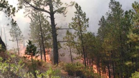 Incendio forestal, Seguridad, Calor, Clima, Cambio climático, Medio ambiente, Estados, Seguridad, Protección Civil