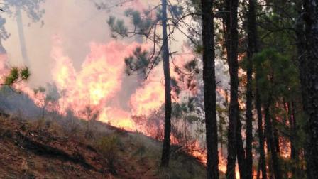 Incendio forestal, Seguridad, Calor, Clima, Cambio climático, Medio ambiente, Estados, Seguridad, Protección Civil