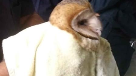 Elementos de la Brigada de Vigilancia Animal rescataron a un lechuza campanario en la colonia San Martín Xochinahuac. Foto: SSC