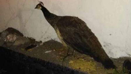 La Brigada de Vigilancia Animal resguarda en sus instalaciones a un Pavo Real que fue hallado en la vía pública y rescatado por policías. Foto: SSC