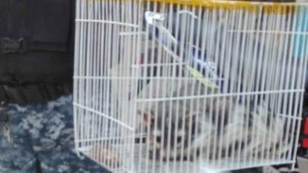 En respuesta a la solicitud de un vecino de la colonia San Pedro Mártir, fue rescatado y resguardado un Cacomixtle. Foto: SSC