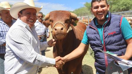 Programa de Crédito Ganadero a la Palabra. Consiste en entregar de una a 10 novillonas y hasta un toro por productor, lo cual representa adquirir 200 mil reses con un presupuesto autorizado de cuatro mil millones de pesos, en beneficio de 19 mil 200 ejidatarios y pequeños propietarios. Foto: Cuartoscuro