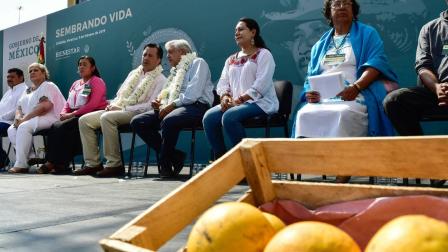 Programa Sembrando Vida. Dirigido a: agrarios mayores de edad que habiten en localidades rurales, con ingreso inferior a la línea de bienestar rural. Monto: 5,000 pesos mensuales. Foto: Cuartoscuro