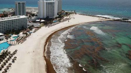 sargazo, Caribe mexicano, alga, cambio climático, economía, turismo, Quintana Roo