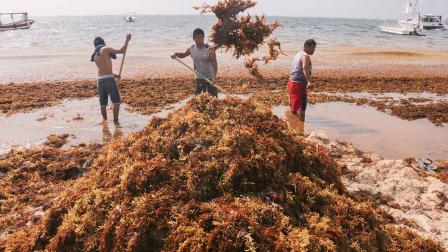 sargazo, Caribe mexicano, alga, cambio climático, economía, turismo, Quintana Roo