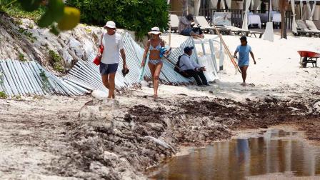 sargazo, Caribe mexicano, alga, cambio climático, economía, turismo, Quintana Roo