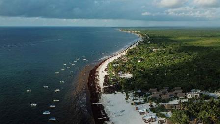 sargazo, Caribe mexicano, alga, cambio climático, economía, turismo, Quintana Roo