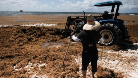 sargazo, Caribe mexicano, alga, cambio climático, economía, turismo, Quintana Roo