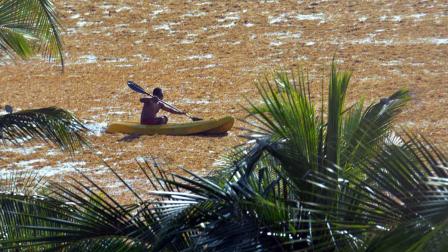 sargazo, Caribe mexicano, alga, cambio climático, economía, turismo, Quintana Roo