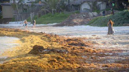 sargazo, Caribe mexicano, alga, cambio climático, economía, turismo, Quintana Roo