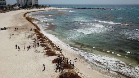 sargazo, Caribe mexicano, alga, cambio climático, economía, turismo, Quintana Roo