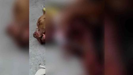 Policías irrumpen en vecindad; hieren a tres vecinos y matan a perro
