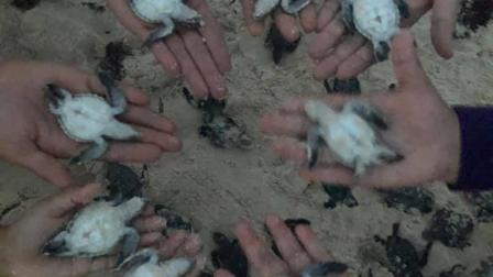 A través de Facebook, una madre de familia identificada como Viviana García publicó fotografías donde se observan decenas de tortugas recién nacidas ya sin vida. Foto: Viviana García