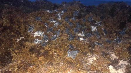 A través de Facebook, una madre de familia identificada como Viviana García publicó fotografías donde se observan decenas de tortugas recién nacidas ya sin vida. Foto: Viviana García