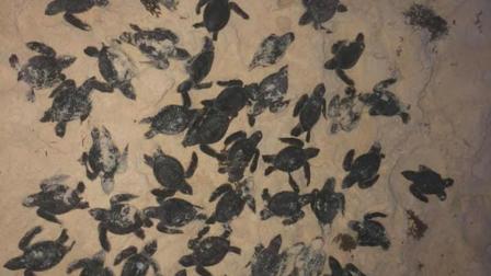 A través de Facebook, una madre de familia identificada como Viviana García publicó fotografías donde se observan decenas de tortugas recién nacidas ya sin vida. Foto: Viviana García