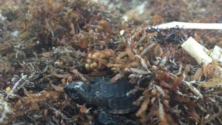 A través de Facebook, una madre de familia identificada como Viviana García publicó fotografías donde se observan decenas de tortugas recién nacidas ya sin vida. Foto: Viviana García