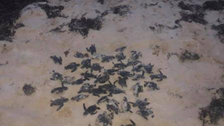 A través de Facebook, una madre de familia identificada como Viviana García publicó fotografías donde se observan decenas de tortugas recién nacidas ya sin vida. Foto: Viviana García
