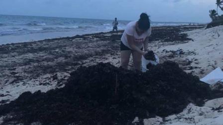 A través de Facebook, una madre de familia identificada como Viviana García publicó fotografías donde se observan decenas de tortugas recién nacidas ya sin vida. Foto: Viviana García