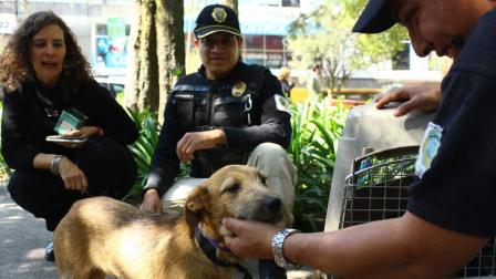 Brigada de Vigilancia Animal, SSC, Seguridad, Justicia, Animales, Maltrato animal, Animales en peligro de extinción, Alcaldías, Denuncias, Policías, Adopción, Rescate