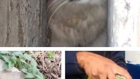 Brigada de Vigilancia Animal, SSC, Seguridad, Justicia, Animales, Maltrato animal, Animales en peligro de extinción, Alcaldías, Denuncias, Policías, Adopción, Rescate