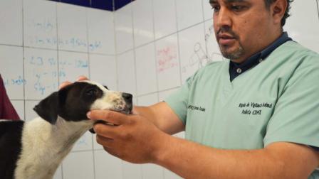 Brigada de Vigilancia Animal, SSC, Seguridad, Justicia, Animales, Maltrato animal, Animales en peligro de extinción, Alcaldías, Denuncias, Policías, Adopción, Rescate