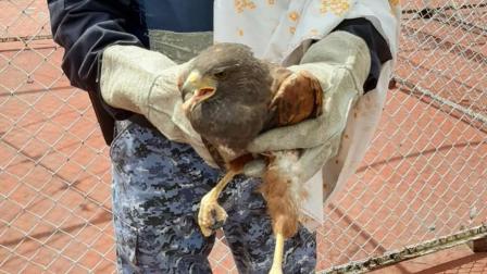 Brigada de Vigilancia Animal, SSC, Seguridad, Justicia, Animales, Maltrato animal, Animales en peligro de extinción, Alcaldías, Denuncias, Policías, Adopción, Rescate