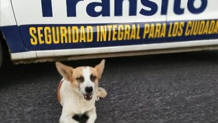 La patrullerita vial se ganó el corazón de los vecinos de los distintos sectores donde brinda su apoyo que hasta tiene su propia página de Facebook. Foto: Facebook @EsmeVialEscobedo