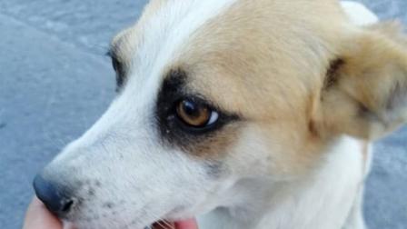 La patrullerita vial se ganó el corazón de los vecinos de los distintos sectores donde brinda su apoyo que hasta tiene su propia página de Facebook. Foto: Facebook @EsmeVialEscobedo