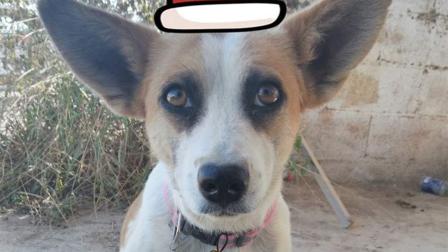La patrullerita vial se ganó el corazón de los vecinos de los distintos sectores donde brinda su apoyo que hasta tiene su propia página de Facebook. Foto: Facebook @EsmeVialEscobedo
