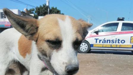 La patrullerita vial se ganó el corazón de los vecinos de los distintos sectores donde brinda su apoyo que hasta tiene su propia página de Facebook. Foto: Facebook @EsmeVialEscobedo