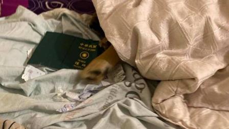El perrito evitó que su dueña viajara a Wuhan. Foto Facebook: kimi0611