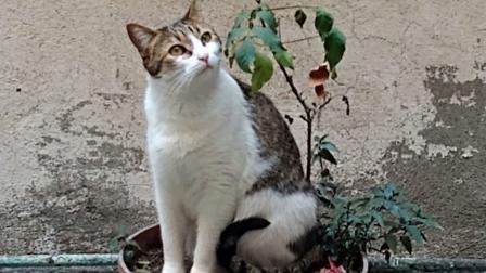 La gatita "Bombón" se escondió durante el desalojo. Foto: Especial