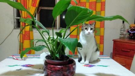 La gatita "Bombón" se escondió durante el desalojo. Foto: Especial